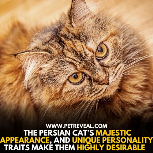 7 Distinctive Features; Why Are Persian Cats So Popular