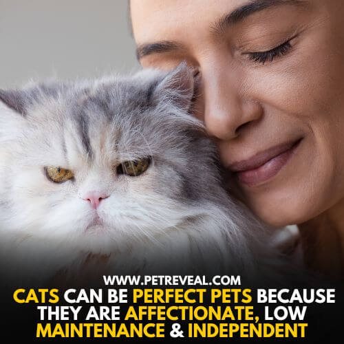 Cats can be Perfect Pets