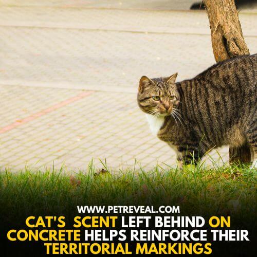 Cats Leave their Scent on Concrete for Territorial Marking