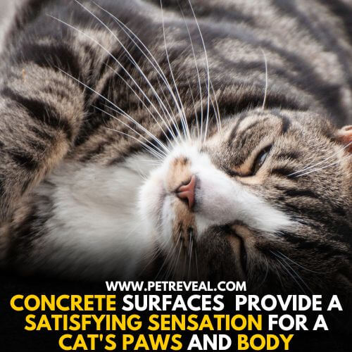 Concrete provides Sensation for Cat's Paws and Body