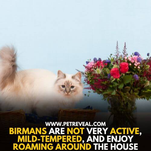 Birmans are not active cats