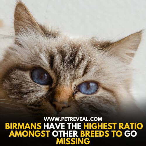 Birmans are known to go missing