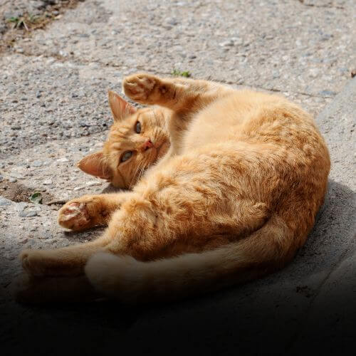 Cat Rolling on Concrete