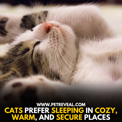 Cats Sleep 15, 16 hrs a Day