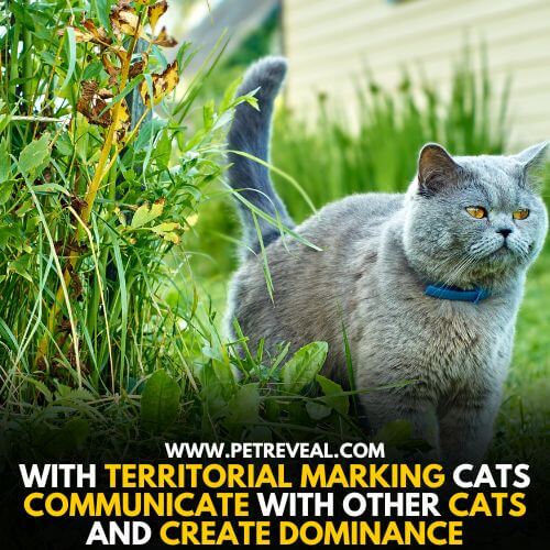 Territory marking helps cats in attracting their male partners