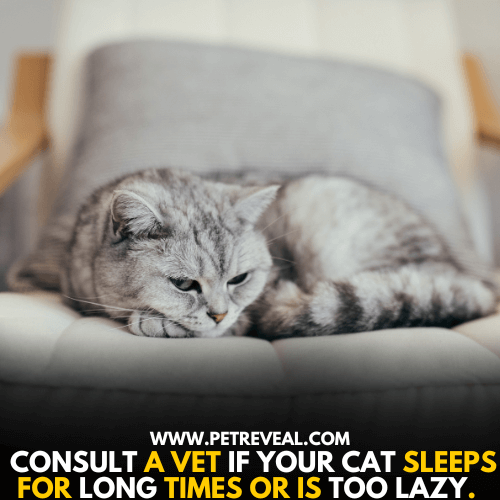 Consult a Vet for Lazy Cat