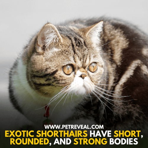 Exotic Shorthair