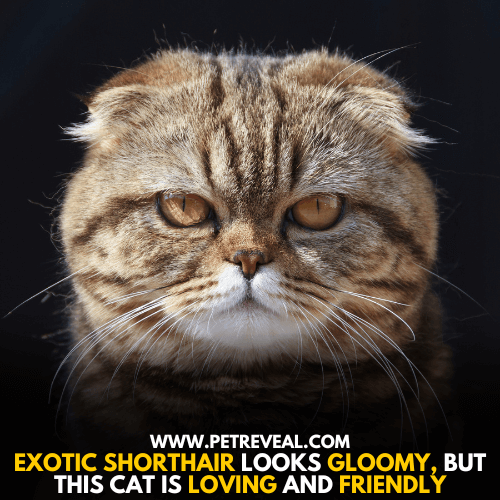 Exotic Shorthair