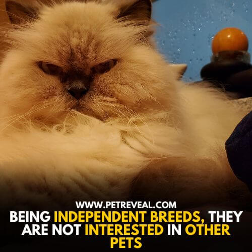 Himalayan Cat Breed