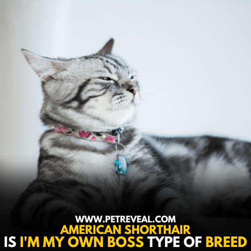 American Short is a Self-assured Breed