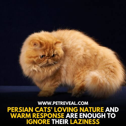 Lazy Persian Cats