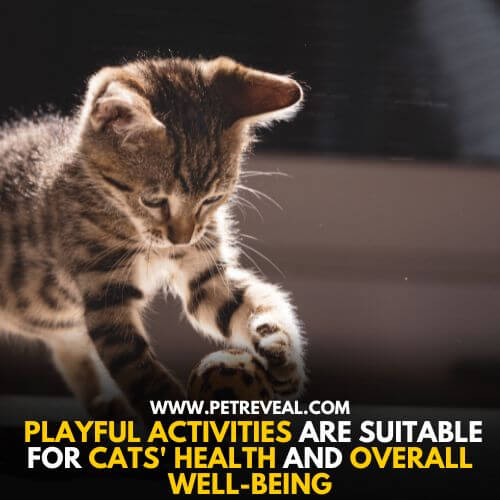 Playful activities keep cats healthy and active