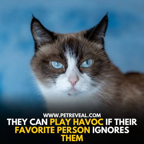 Snowshoe cat Breed