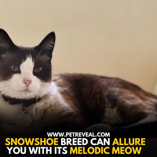 Snowshoe Cat Breed