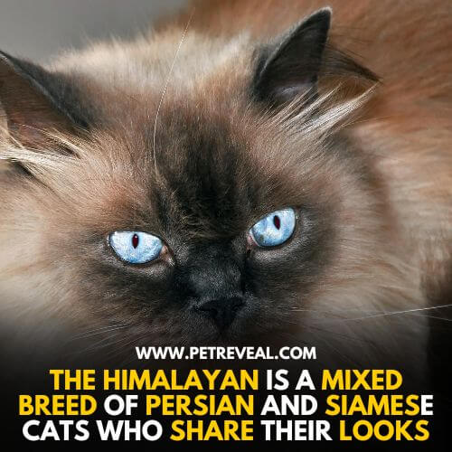 The Himalayans, one of the Dumbest Cat Breeds