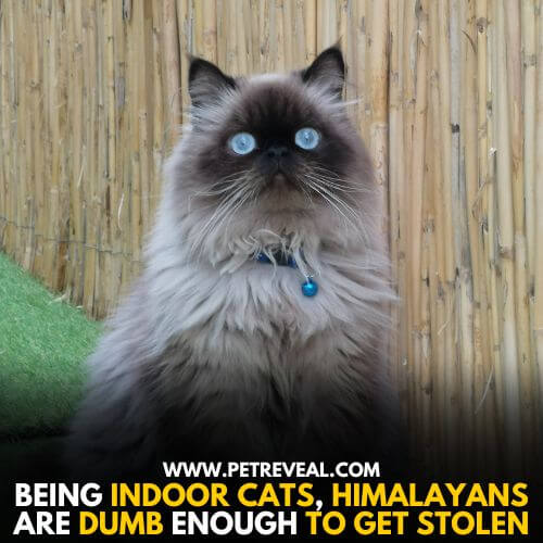 Himalayan, dumbest cat breed