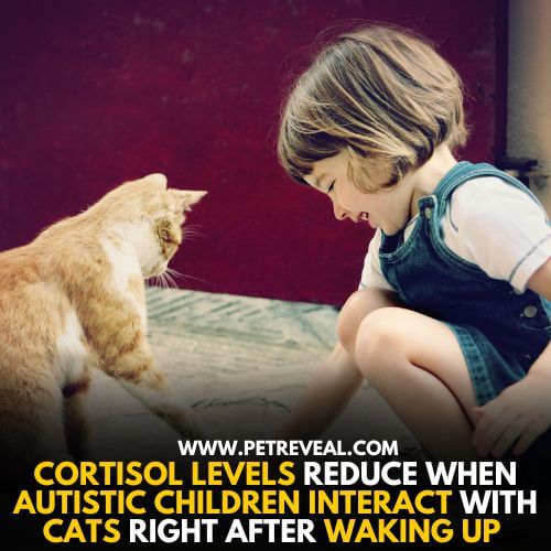 Cats can relieve autistic children