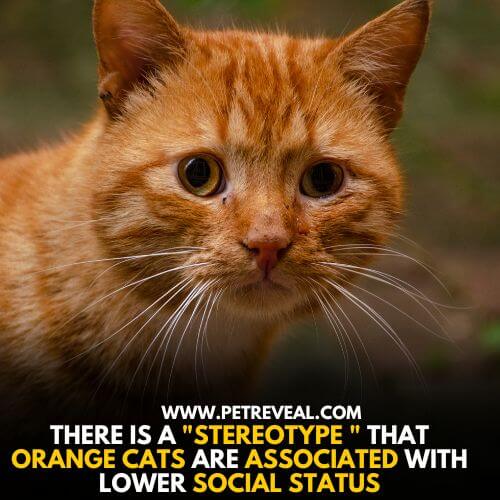 Baffled Orange Cat