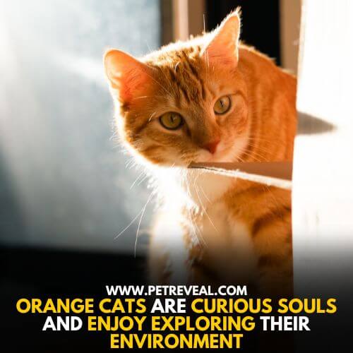 Orange Cat Exploring Environment