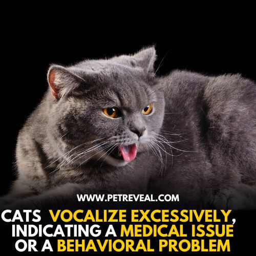 Cat Vocalizing Excessively