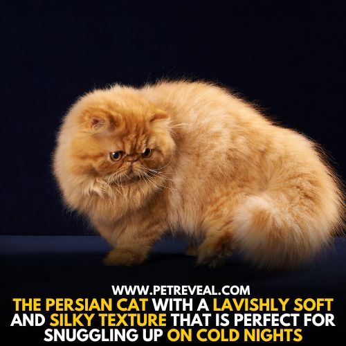 Persian cats are known for their grand and magnificent presence