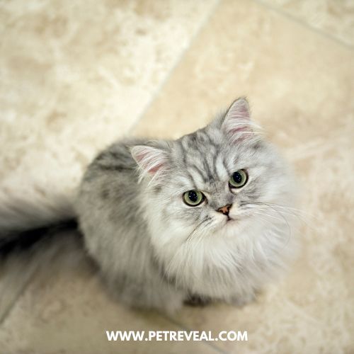 Persian Cat