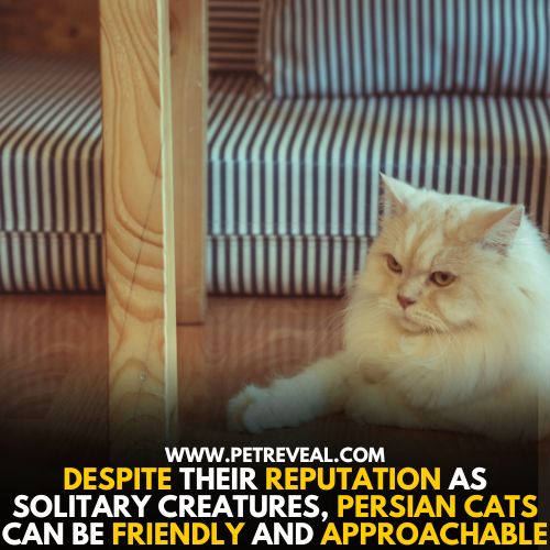 Despite their reputation as solitary creatures, Persian cats can be friendly and approachable, making them ideal pets.