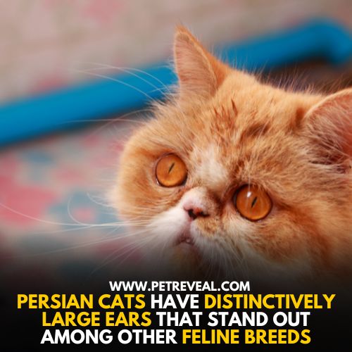 Persian cats have captivating eyes