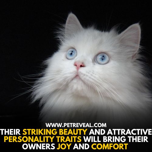 Persian cats have a striking beauty