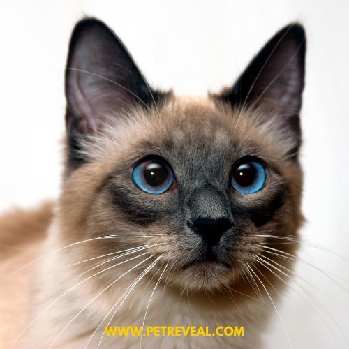 Siamese Cat