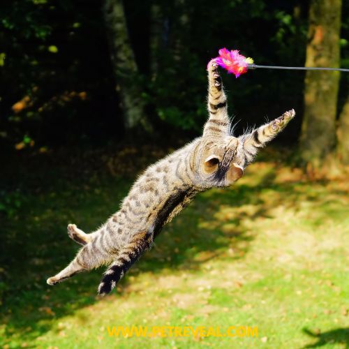 Jumping Cat