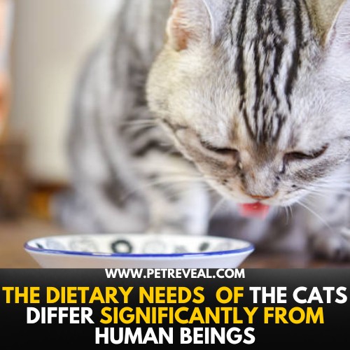 The dietary needs the cats differ significantly from human beings