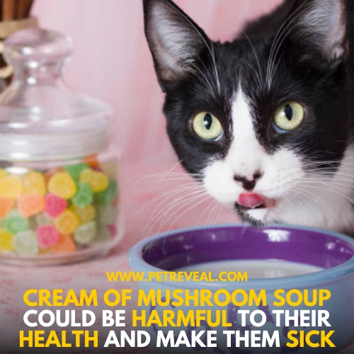 Can cats eat cream of mushroom soup?