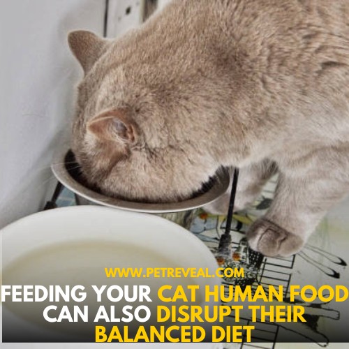 Avoid offering human food to Cats
