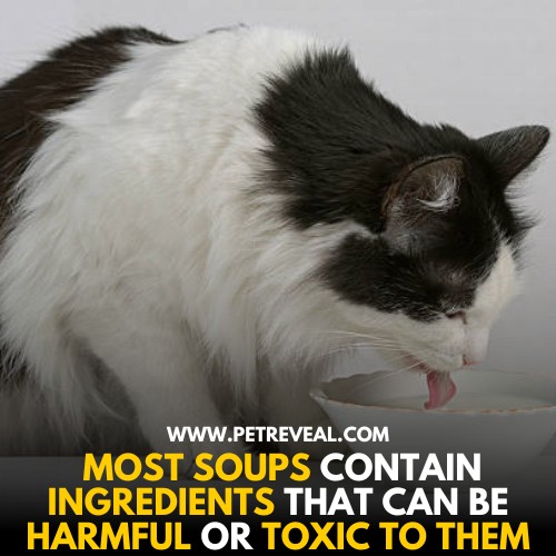 High sodium content is harmful for cats
