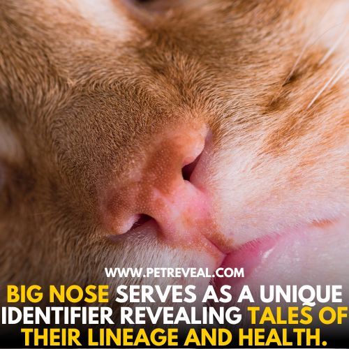 Cat Breeds with Big Nose