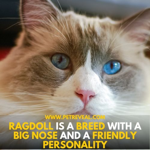 Ragdoll Big-Nosed Cat