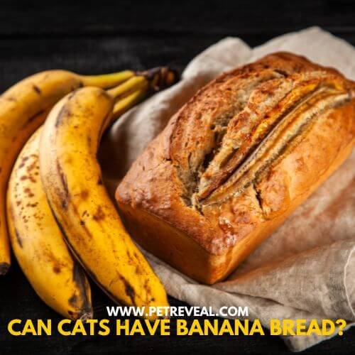 Can Cats Have Banana Bread