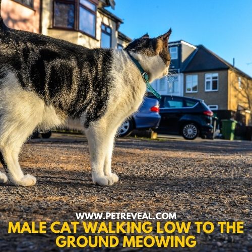 Male Cat Walking Low to the Ground Meowing