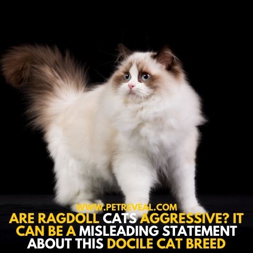 Are Ragdoll cats aggressive?