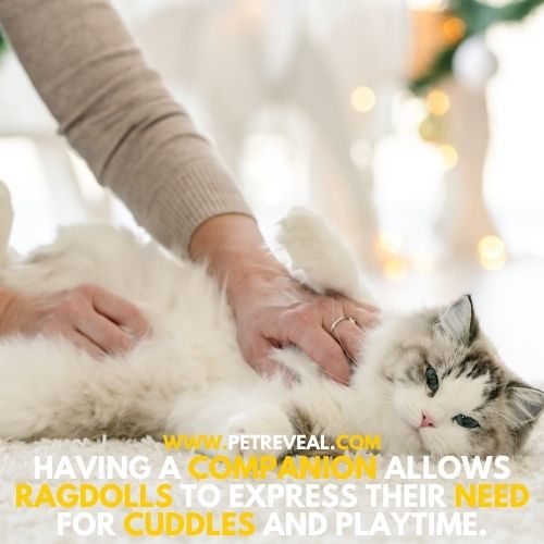 Cuddles relax ragdoll Cats