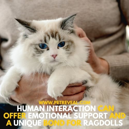 Human Interaction forms unique bond with ragdolls