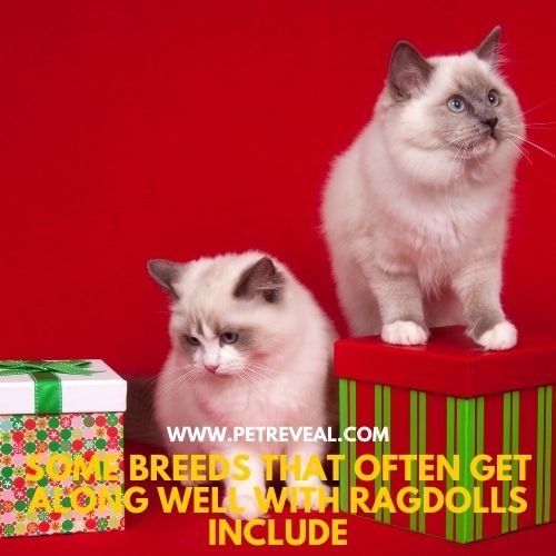 Ragdoll and other breeds form good company