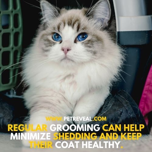 Do Ragdoll Cats Shed?