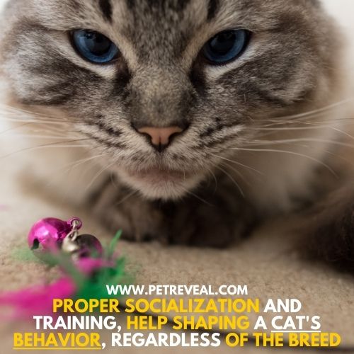 training helps improving cat behavior regardless of the breed