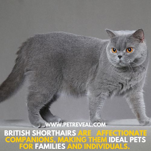 British Shorthair Cat, most expensive cat breed