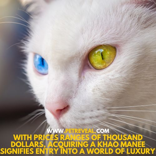 Khao Manee Cat, Most expensive cat breed