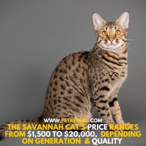 Most Expensive Cat Breeds