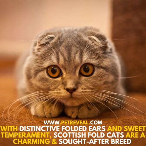 Scottish Fold Cat, most expensive cat breeds